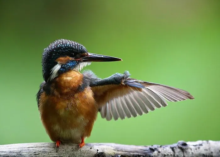 Taevaskoja Salamaa Guest house Polva